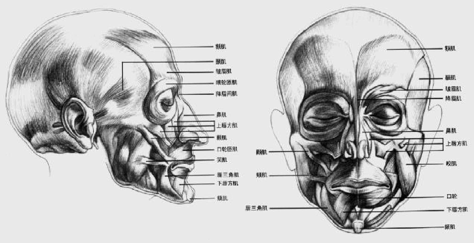 本文由"学美术上美术集网校"原创,图片素材来自网络,仅供学习分享画 