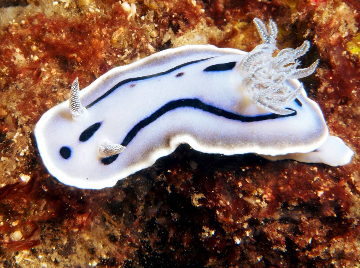 海底世界谁最萌?“海蛞蝓”称第二,谁敢称第一!-搜狐大视野-搜狐新闻