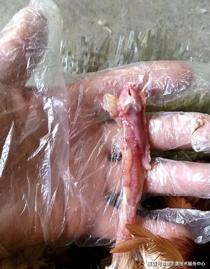 【成都牧生源】鸡卵黄性腹膜炎真相