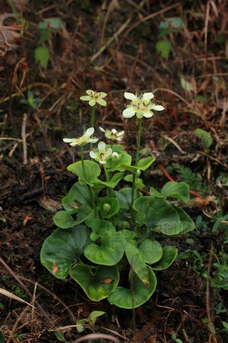 鸡肫草,见过吗?主治肺热咳嗽,咯血,吐血,肾结石,胆结石_手机搜狐网