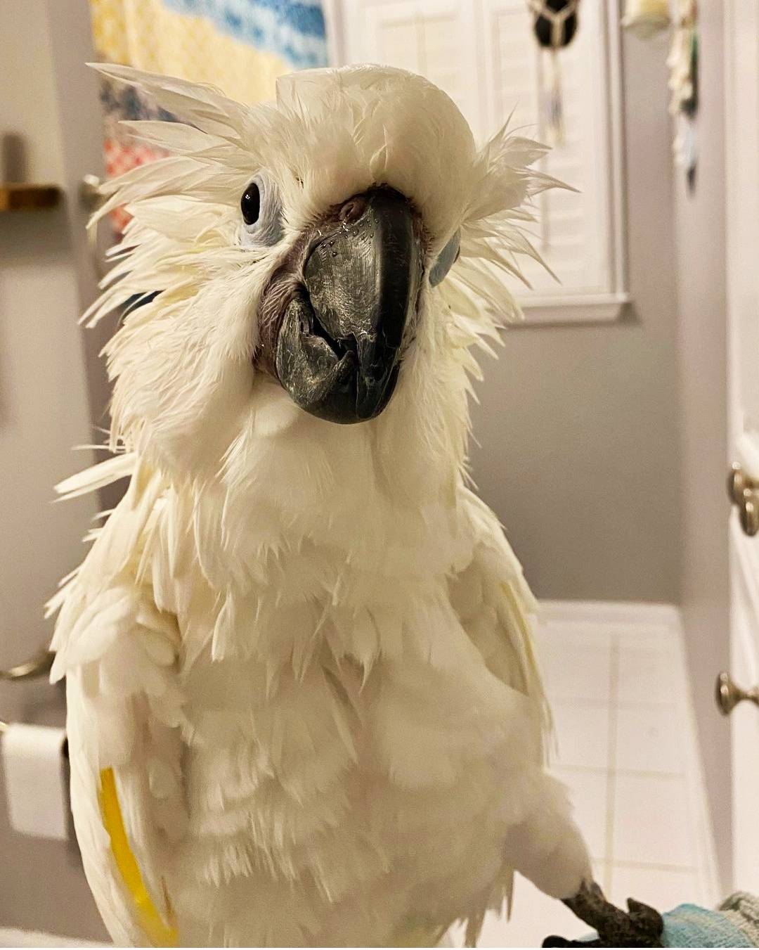 嗨~你有freestyle吗?