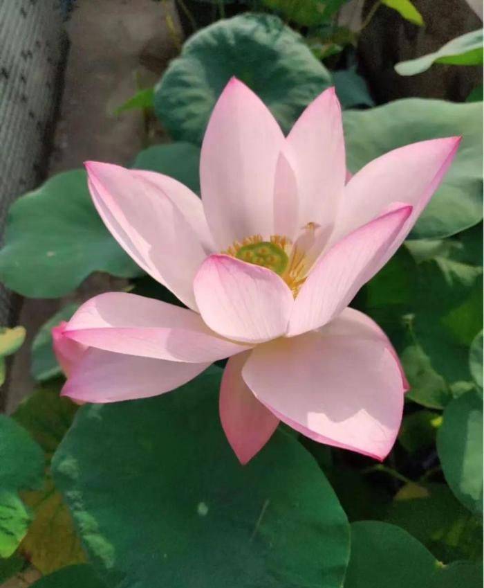 原创比绿萝还好养的花整盆丢水里泡3天也不会死跟着专家学起来