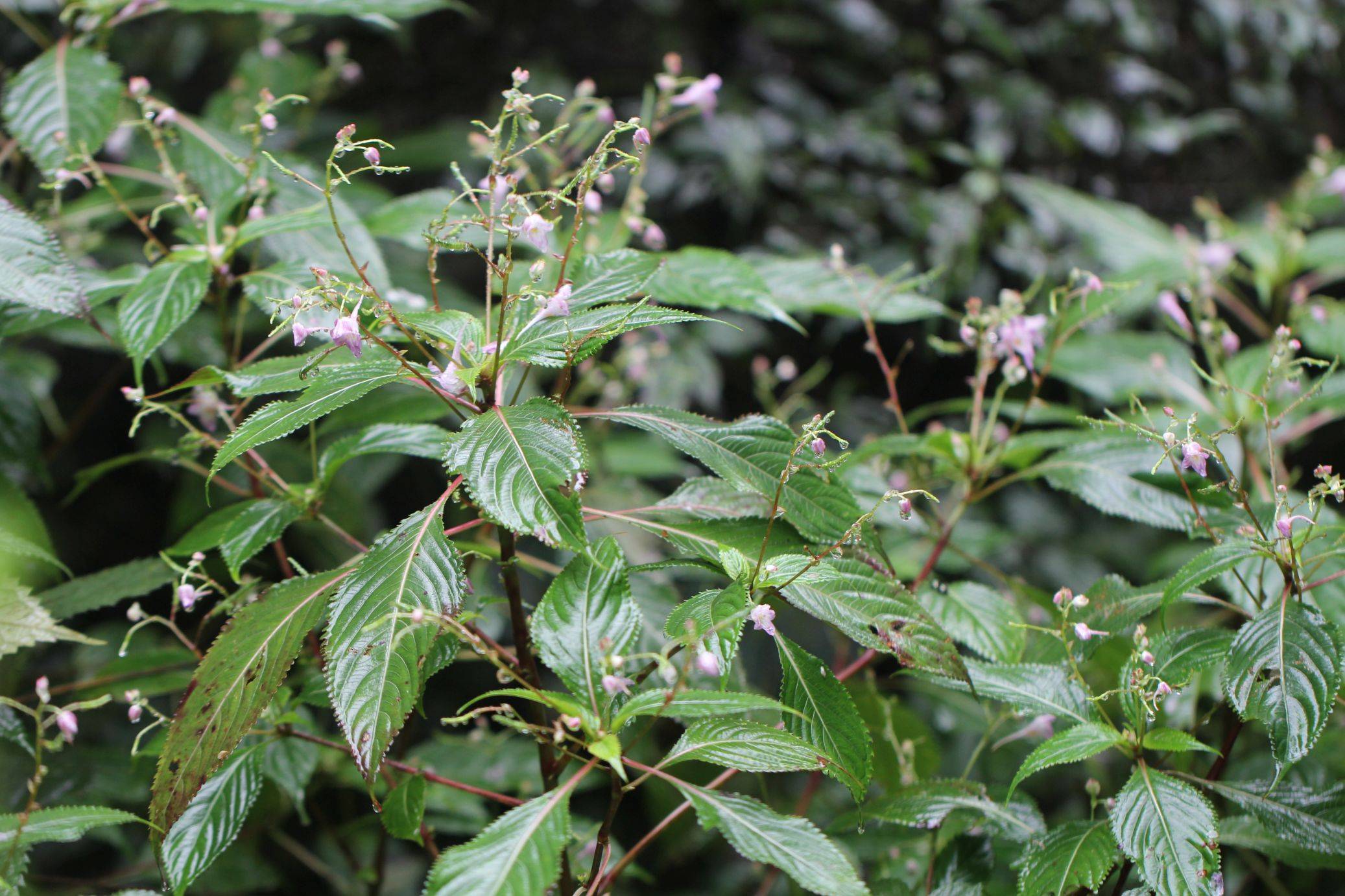 庆元植物1351-凤仙花科-凤仙花属-九龙山凤仙花_顶端