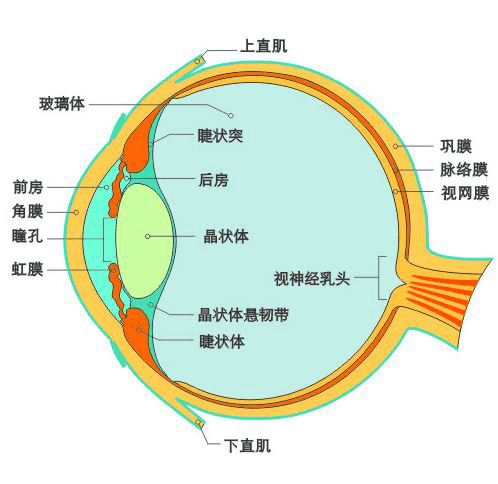 眼球的结构图七年级图片