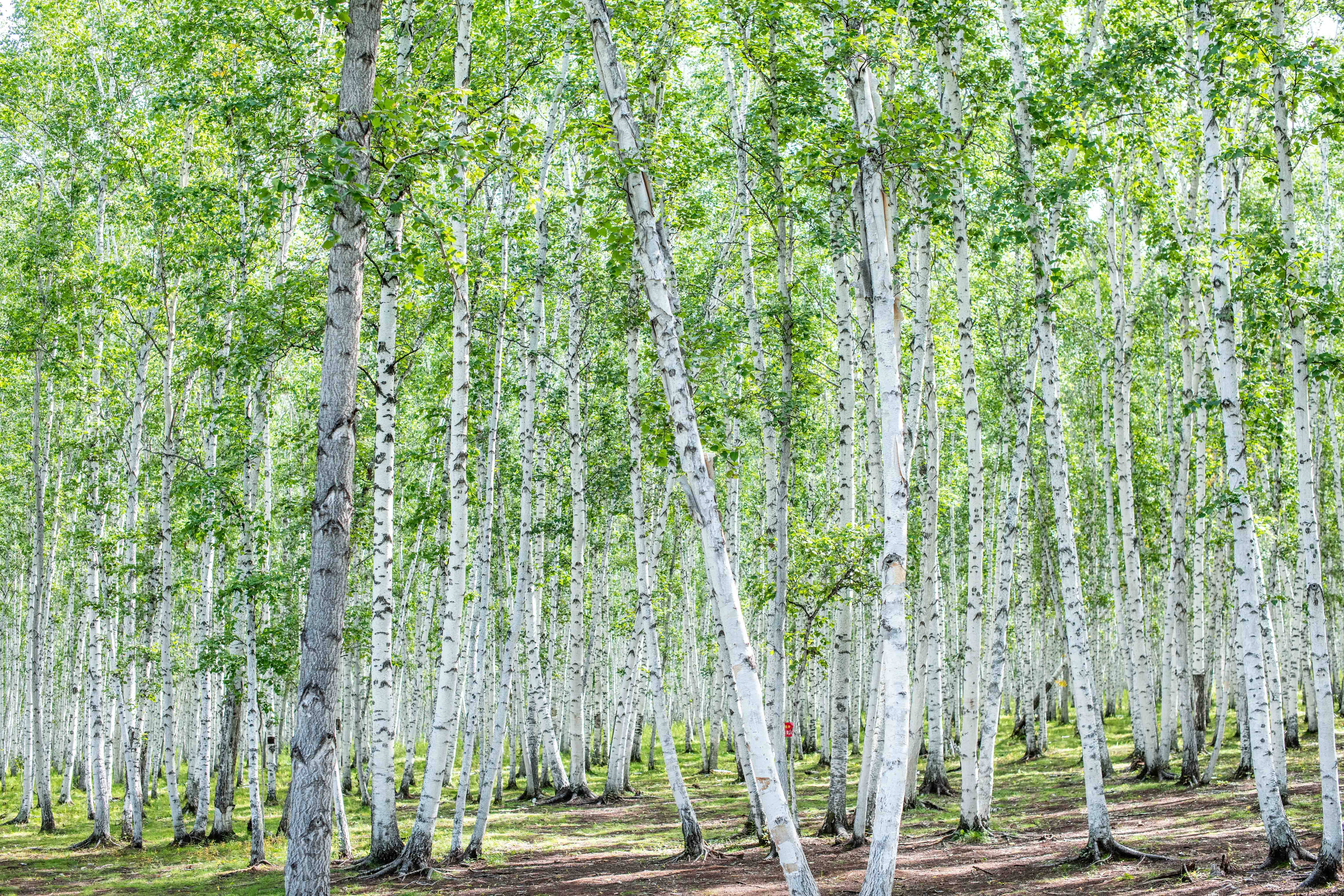 你见过万亩成片的纯情树吗?一年四季都超美,摄影爱好者必来