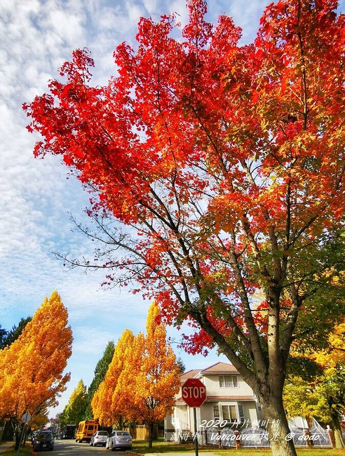 疫情下,一片枫叶一片情,绝美的温哥华枫叶季_加拿大