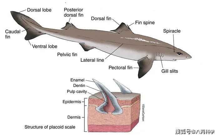 鲨鱼皮肤排尿图片