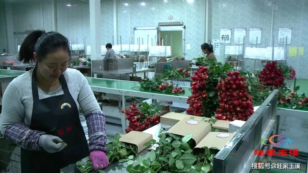 鲜切花加工车间里,一派热火朝天的繁忙景象,工人们正忙着将采收来的各