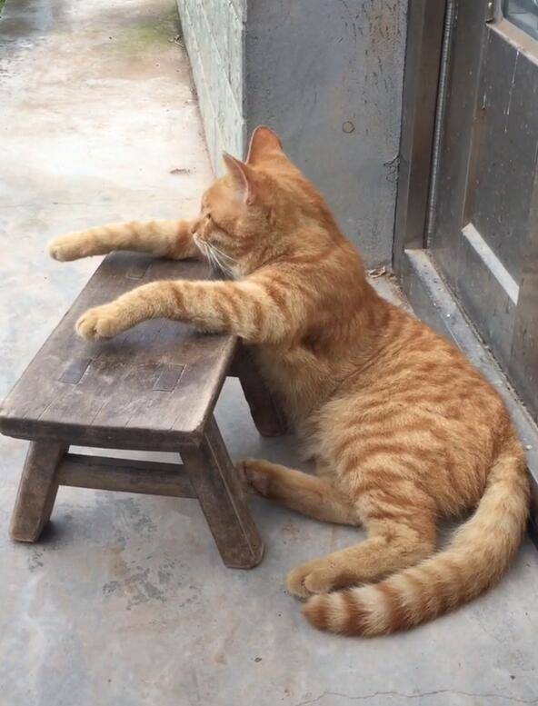 橘猫趴在凳子上发呆,姿势销魂,路过忍不住多看一眼!