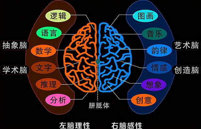 为什么男孩大多开窍晚?婴儿时期,男宝的大脑发育就已落后于女孩