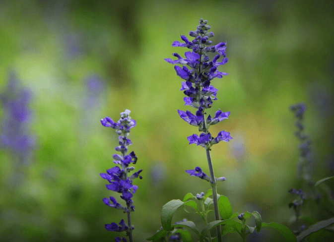 原创神棍实锤了欧文赛前焚香祈福并计划推广到全联盟