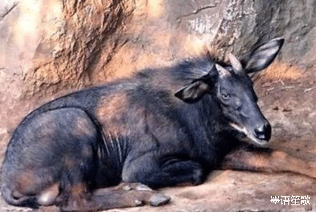 农村老汉偶遇"四不像", 牛面驴耳鹿角, 专家查看后立刻封锁村庄