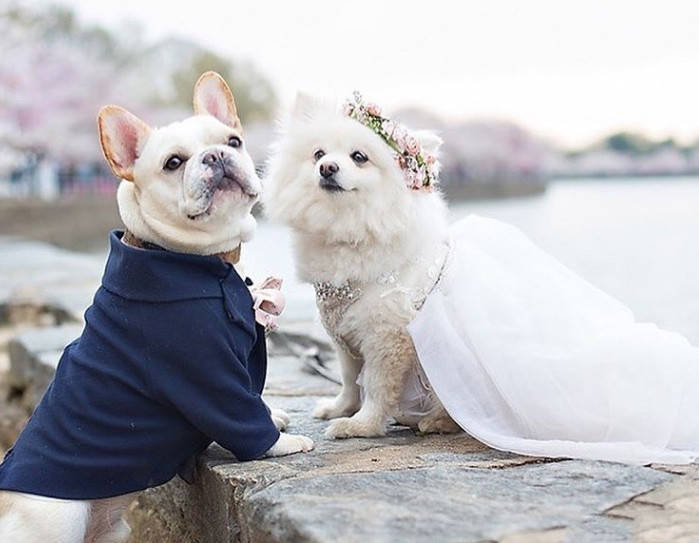 主人让两只狗狗拍婚纱照,穿着打扮有模有样,这碗狗粮太浓烈