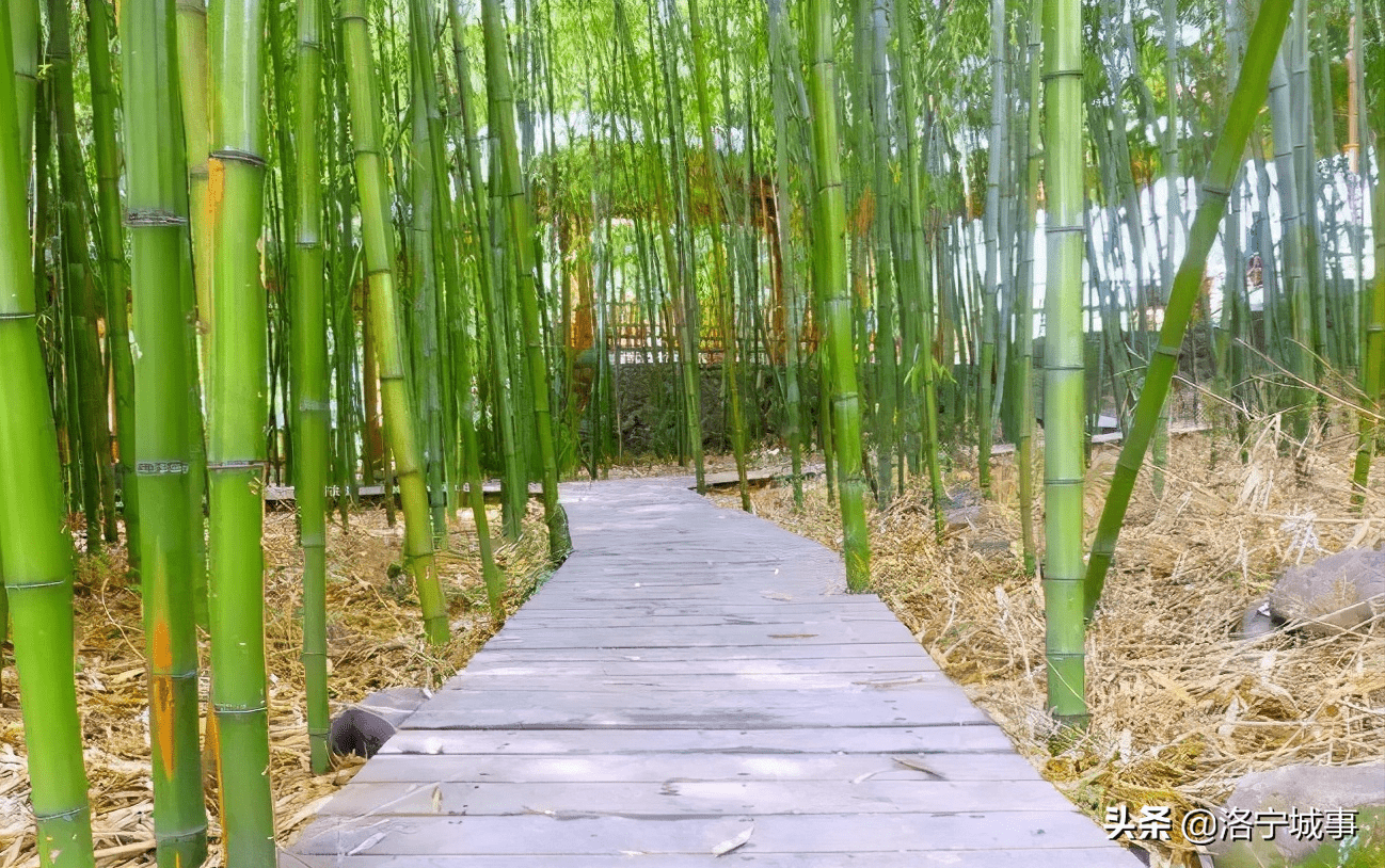 身邊的那條小溪一年四季伴著它靜靜地流淌多情的小鳥在林間競相爭鳴