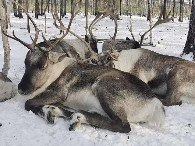 冬天去哪儿玩，在大兴安岭喂驯鹿，哄驯鹿午睡