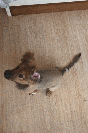 田园犬修毛后兴奋,一生就这么美一次,土狗也魅力四射