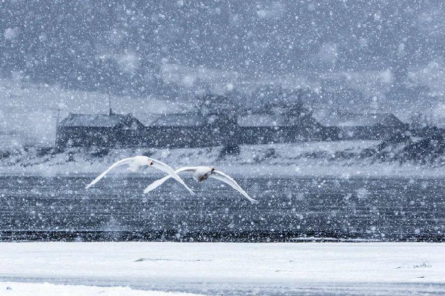欣赏 | 第二届好运角“天鹅之旅”摄影季大天鹅全国摄影大赛获奖作品（五）