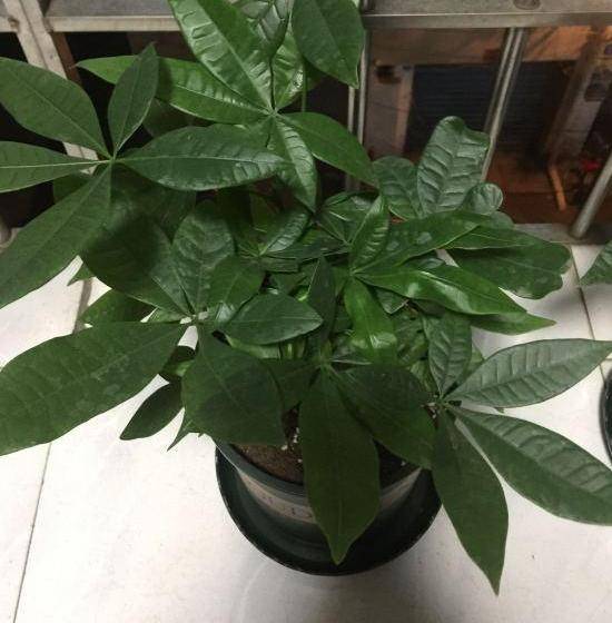 原创家里养发财树黄叶严重利用刻芽催新叶植株长得又快又好