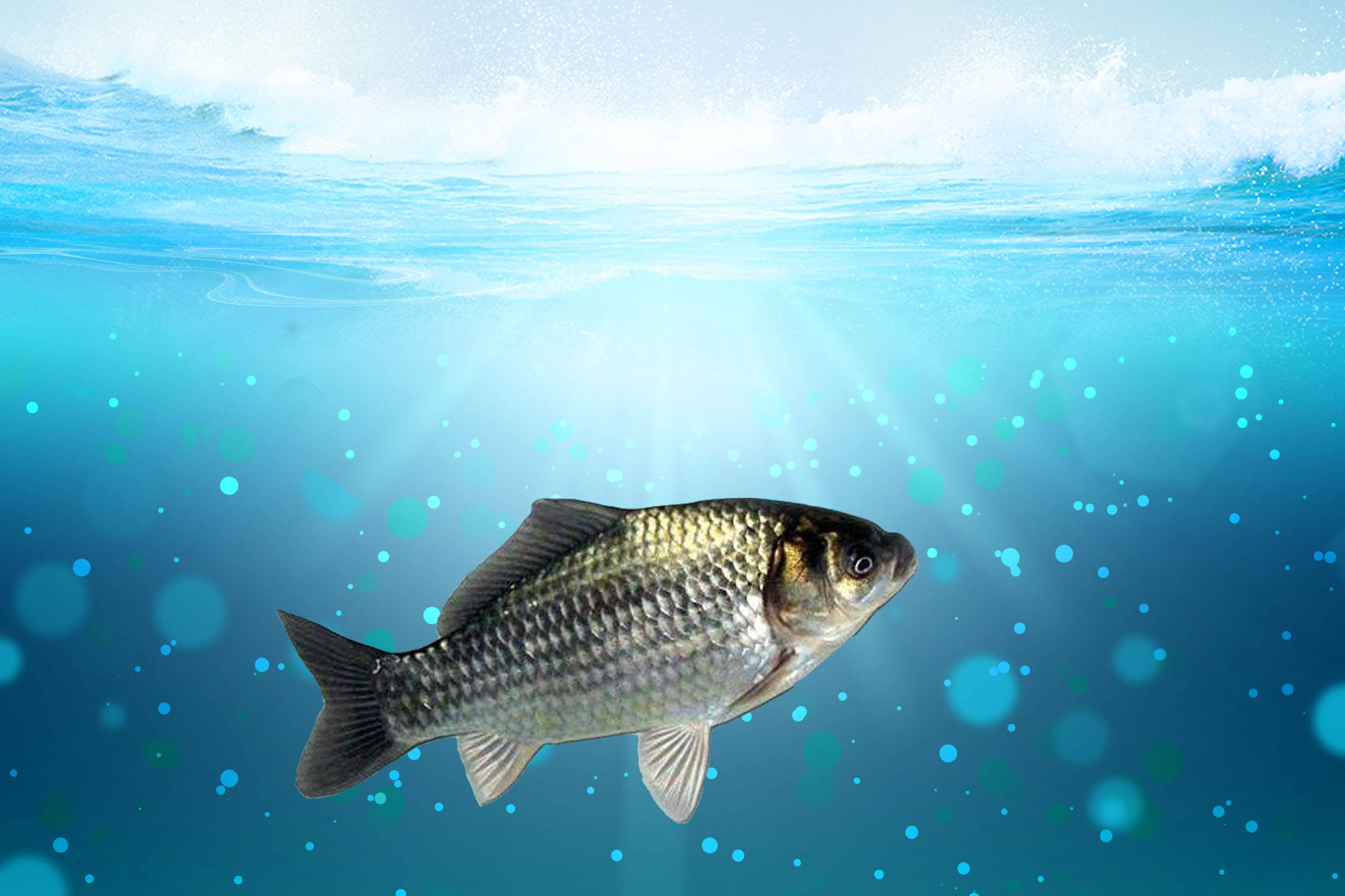 野生鲫鱼的品种主要有高背鲫,方正银鲫,彭泽鲫,淇河双背鲫等.