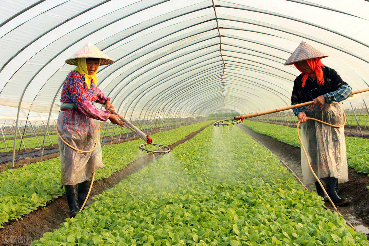 冬季露地大棚蔬菜管理要點!農戶快收好