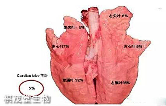 猪的肺部结构图图片