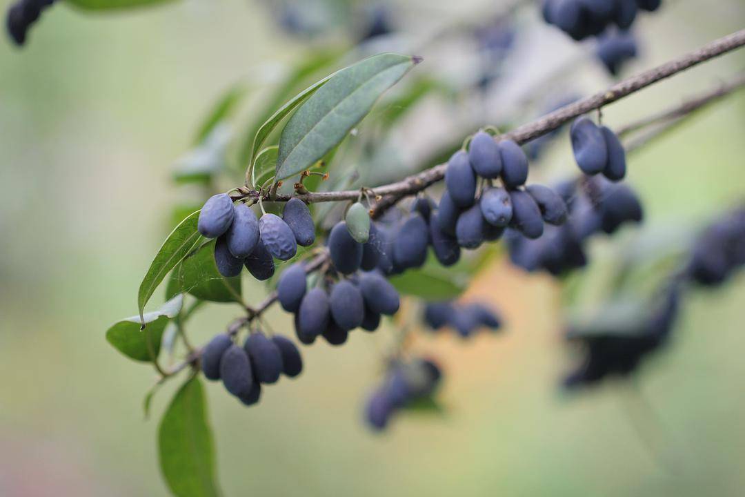 原创果实很少见却不值钱花儿很多见却价值很高一斤二百收不到