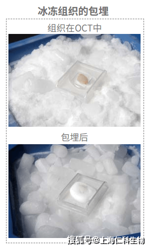 visium空间基因表达解决方案样本冰冻包埋指南