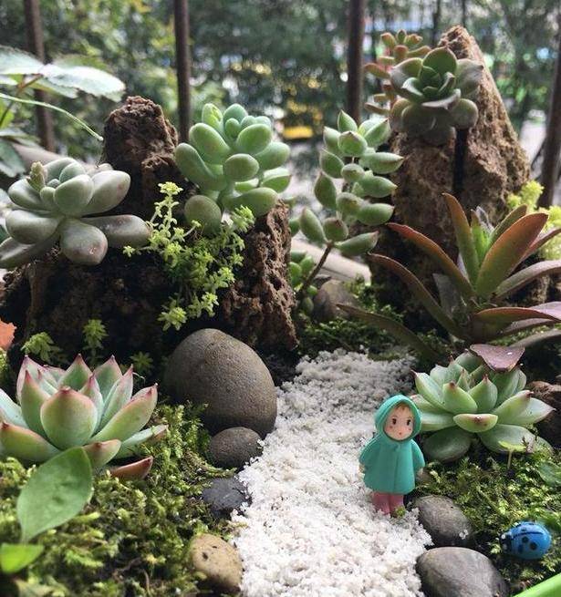 厌烦了一株多肉一个盆就这样拼盘养殖好看上档次美如画