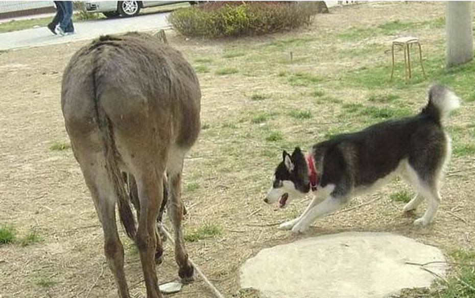 这不,公园里就有好多小狗狗,有金毛,哈士奇等等.