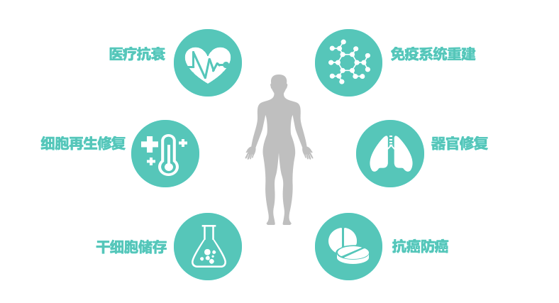干细胞为何是再生医学的核心