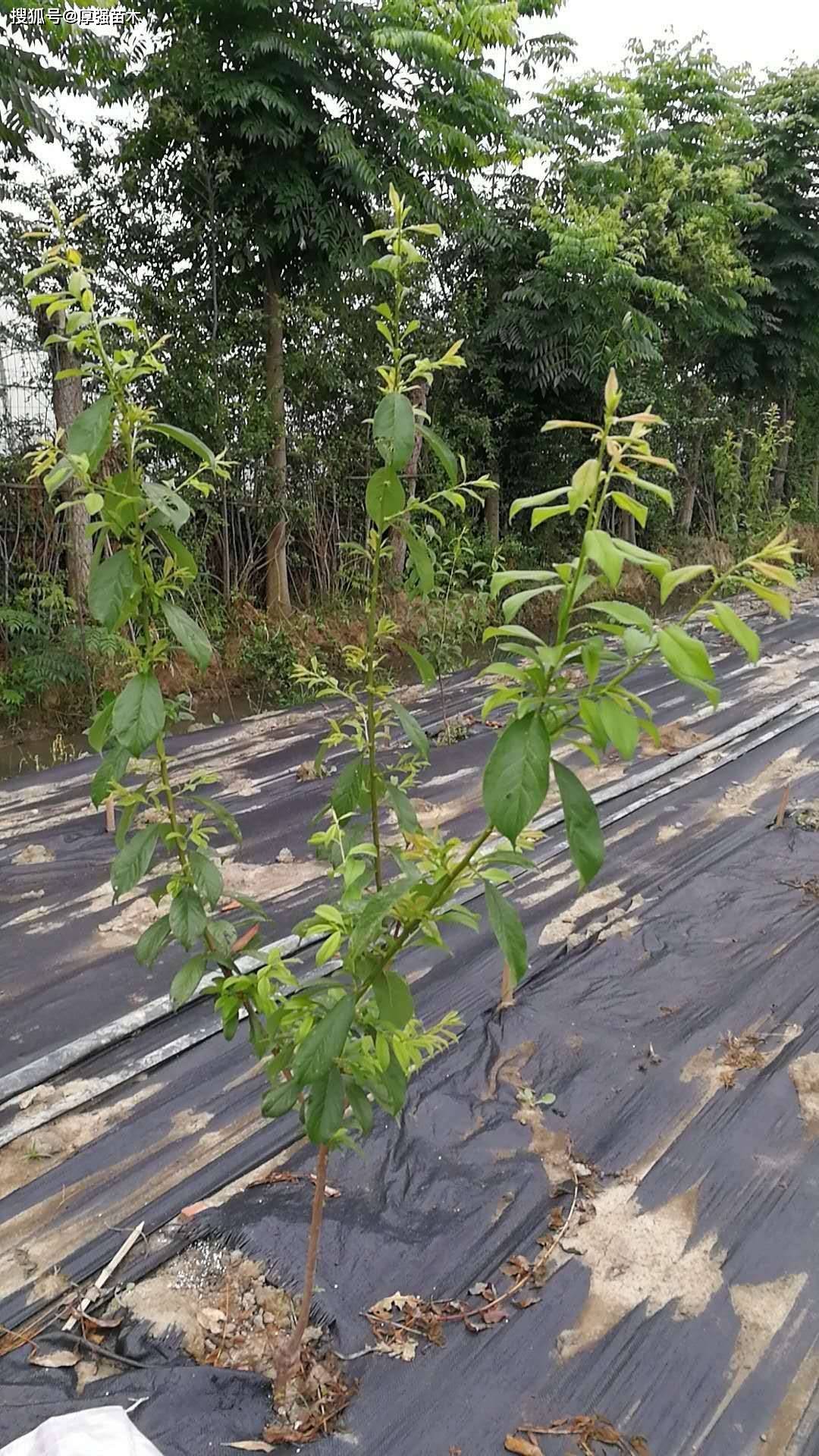 脆红李子苗几年挂果 脆红李子苗的种植技术_修剪