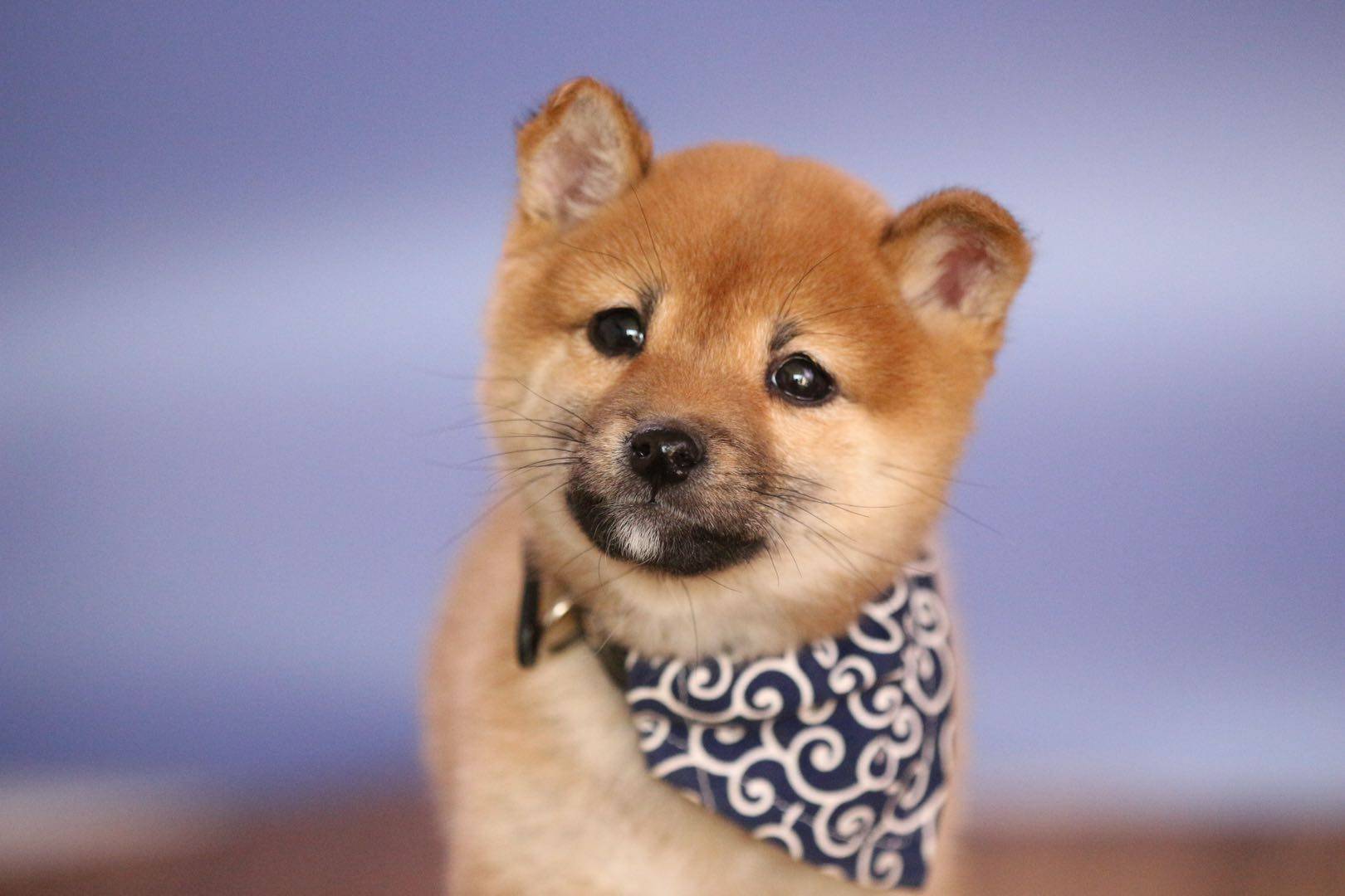 黑柴降价了2021黑柴价格预测