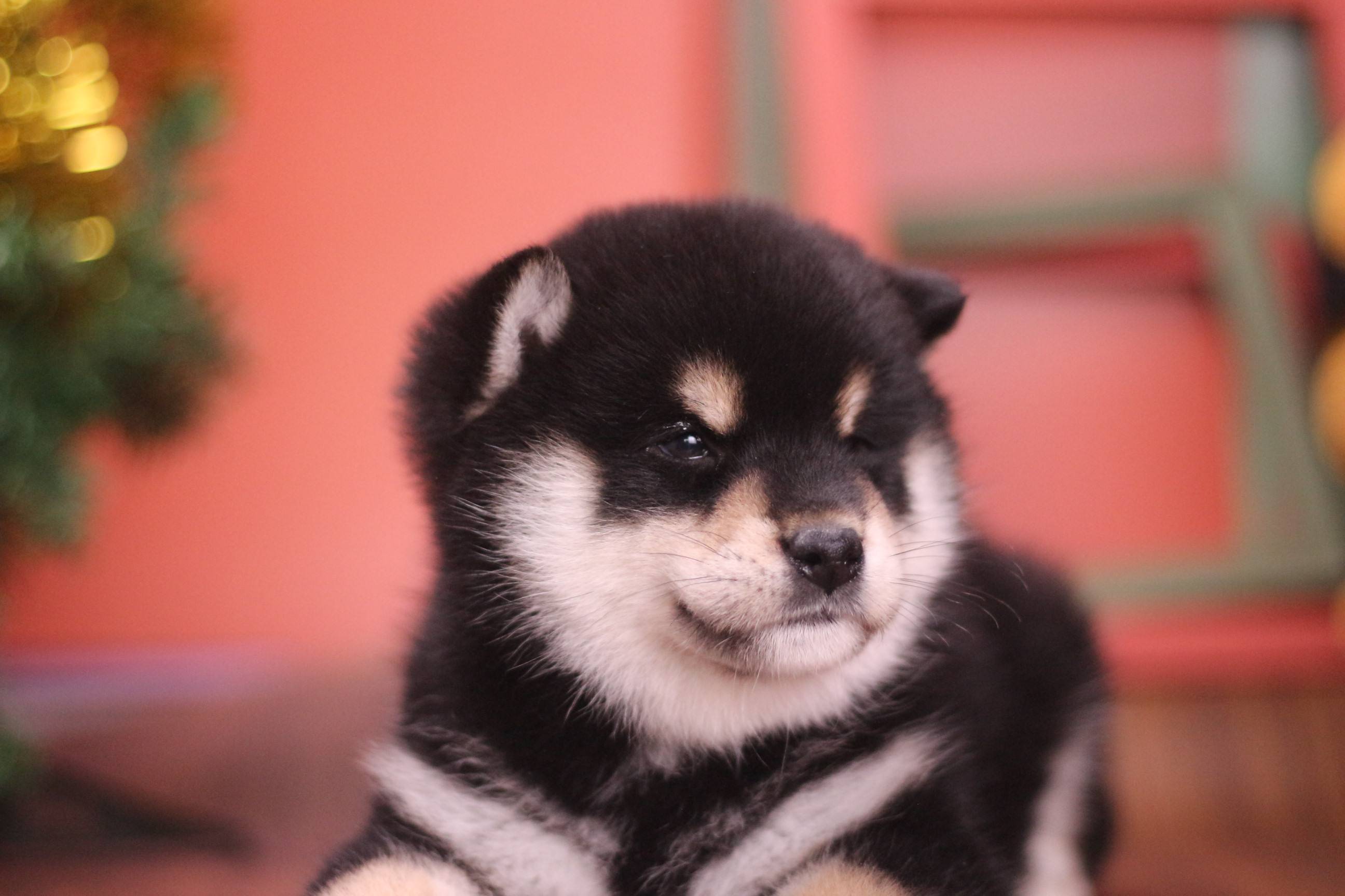 柴犬怕冷吗,柴犬冬季的保暖措施