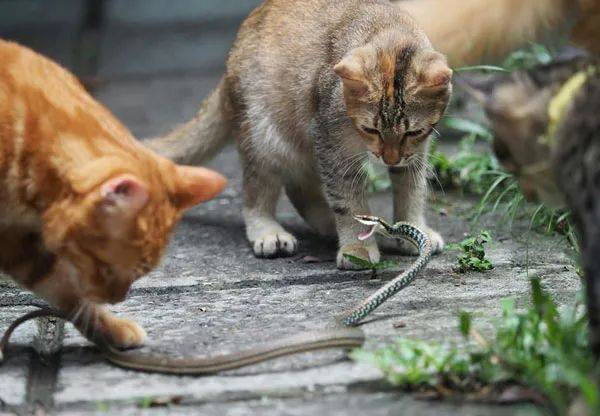 橘猫遇到一条蛇蛇还想反抗结果来了一群猫