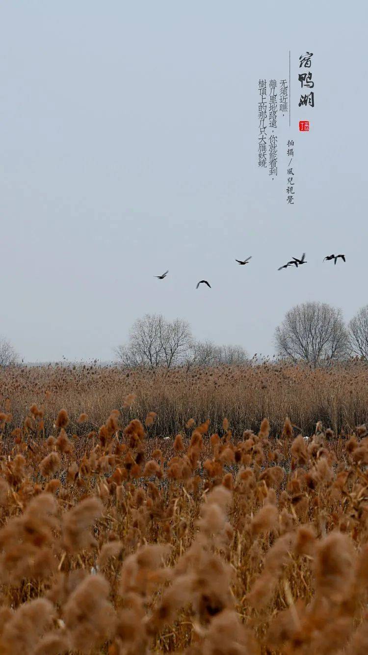 新蔡县职工摄影协会：走进宿鸭湖，来一场拍鸟之旅吧！