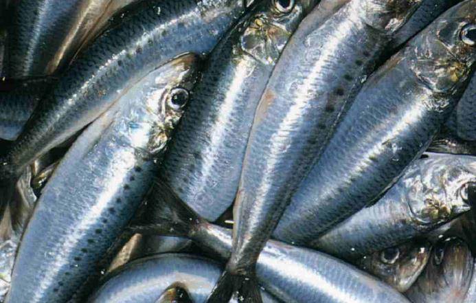 其含有的膳食纤维使肠道快速蠕动,对便秘的老人起到一定效果;由于红薯