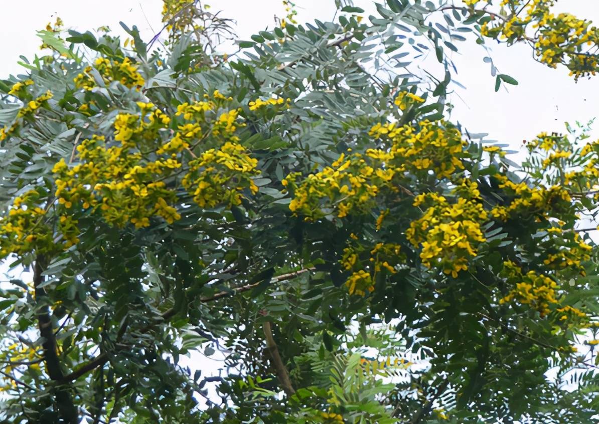 虽然两种树仅一字之差,"刀"和"力"也十分相像,一不小心就会搞混,但"差