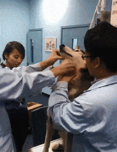 搞笑gif段子:不作死就不会死_妹子