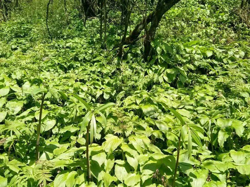 一种韭菜,俗称"天韭",记住,只采叶子别挖根,配腊肉是一绝_手机搜狐网