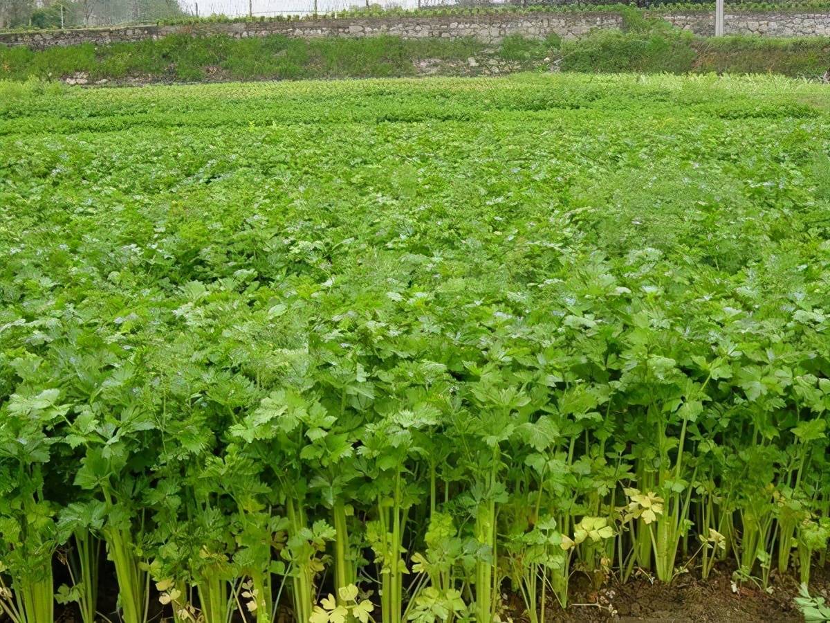 水芹高产栽培技术