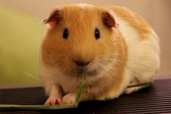 "鼠鼠鼠":1月5日会有1个贵人来圆你30年心愿,属鼠人速看!