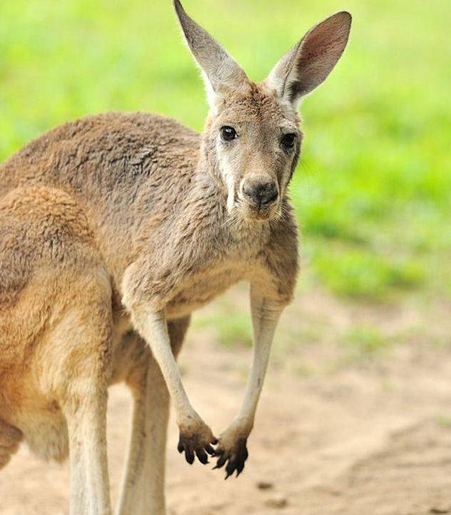 澳大利亚有名的动物园，第三个代表动物很强壮，第一个代表有点懒