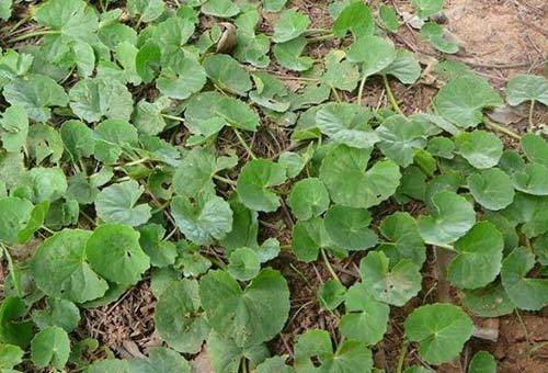 原创叶子像一个碗,既是野菜,也是药,曾是上好的凉茶料,你可认识?