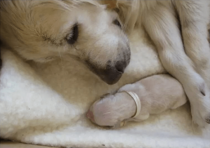 各种动物们的怀孕照,又涨姿势了!