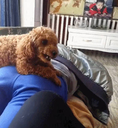 原创小主人没写完作业打屁股,泰迪挺身而出,泰迪:谁敢动他就咬谁!