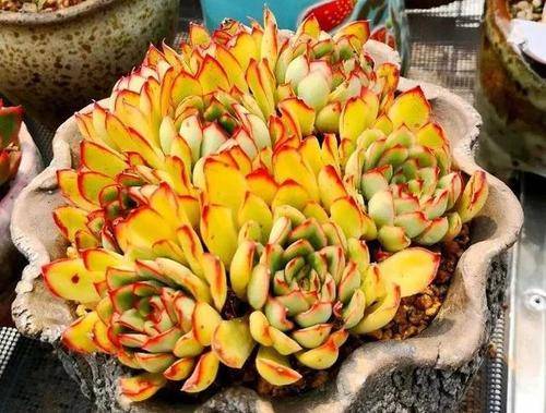 5种黄色系多肉,长出状态美极了,谁见了都夸美,值得拥有!_植株