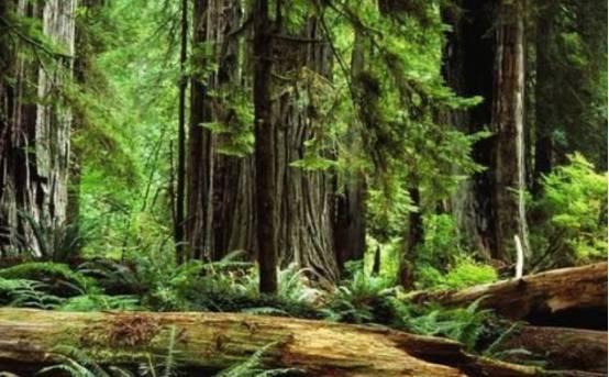 现存最古老的森林，3.7亿年了依然存活，被誉为自然奇迹