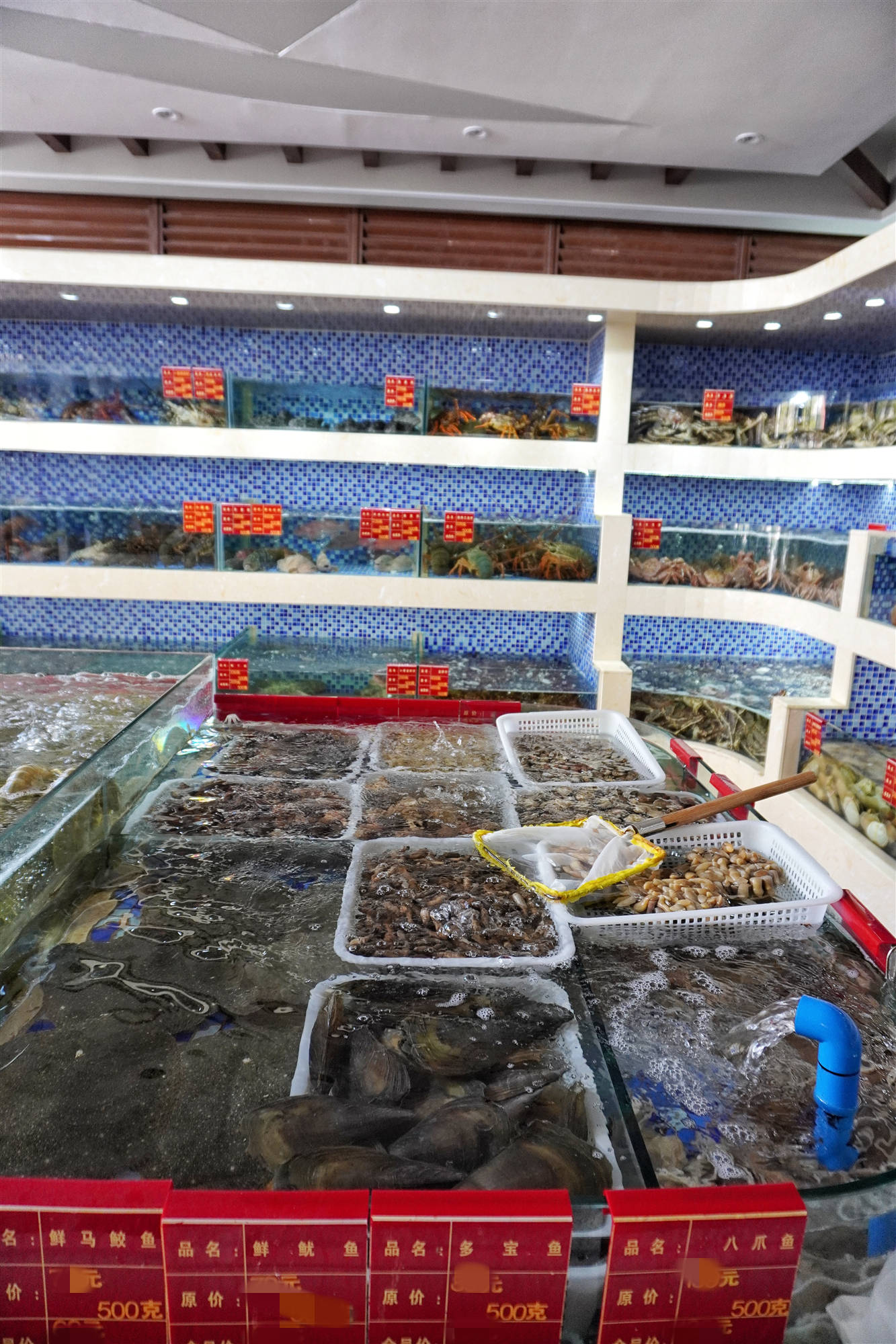 昆明北市区一家海鲜酒楼,海鲜品种比批发市场还全,就像海族馆!