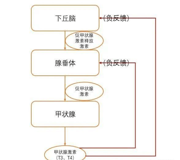 南昌博大甲状腺甲状腺功能与疾病知多少