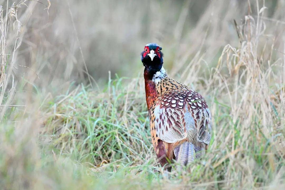 开始时,入水化作了大蛤蜊的雉鸟,这时又出现了,又会从大蚌化为野鸡